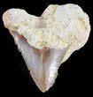 Juvenile Megalodon Tooth In Matrix - Morocco #44280-1